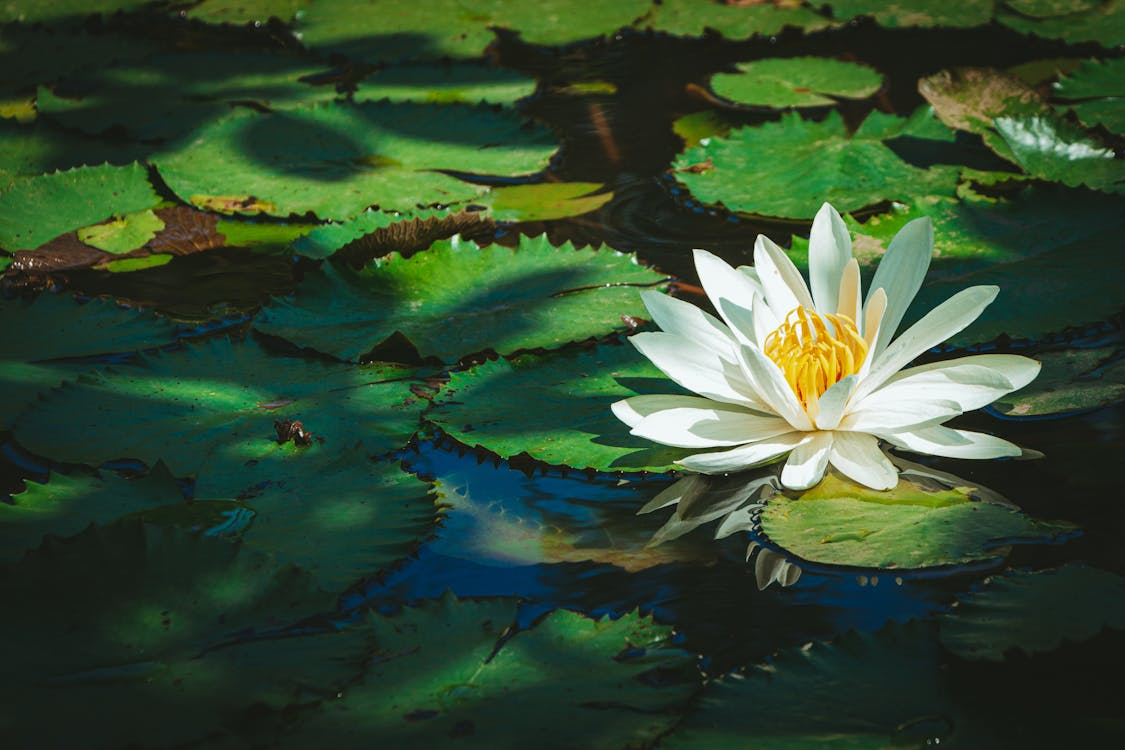 Water lily on a pond